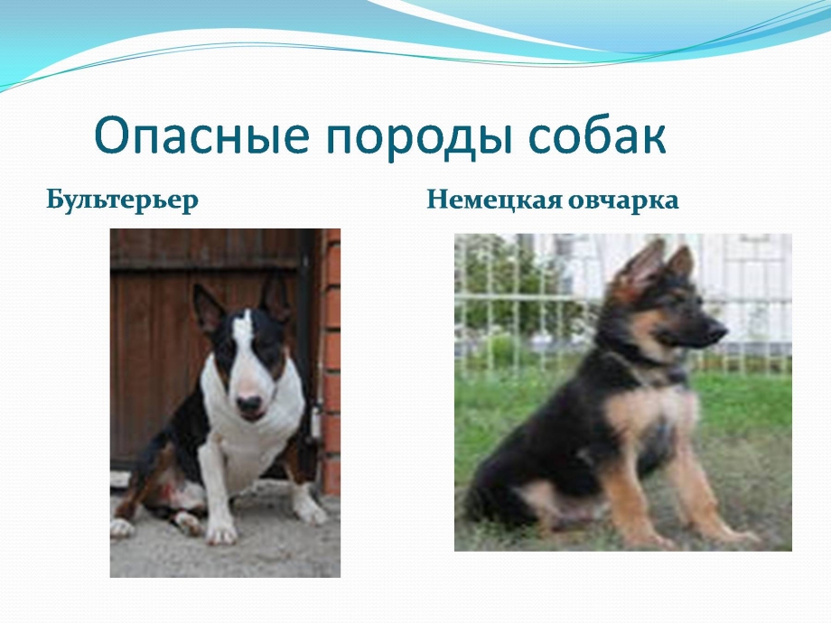 Бультерьер и немецкая овчарка