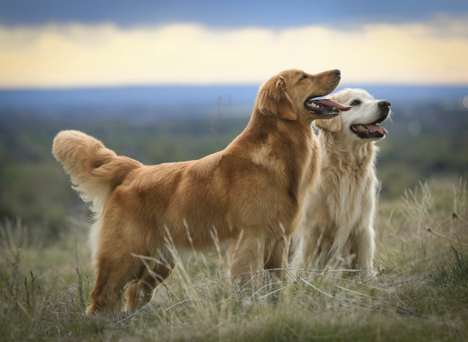 Золотистый ретривер Golden Retriever