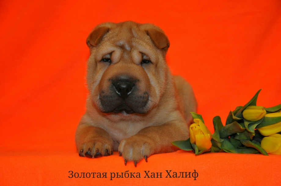 Шарпей черно подпалый