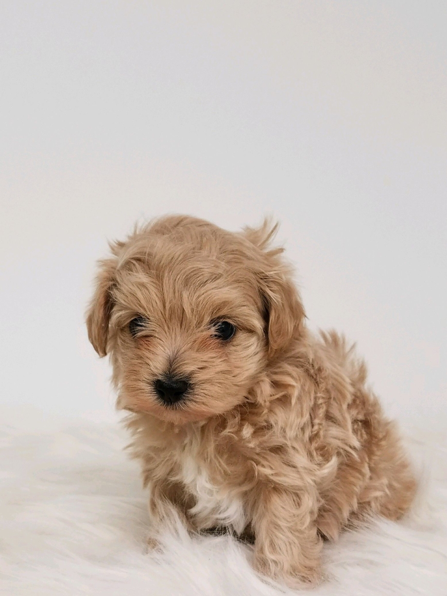 Smallest Dog Breeds