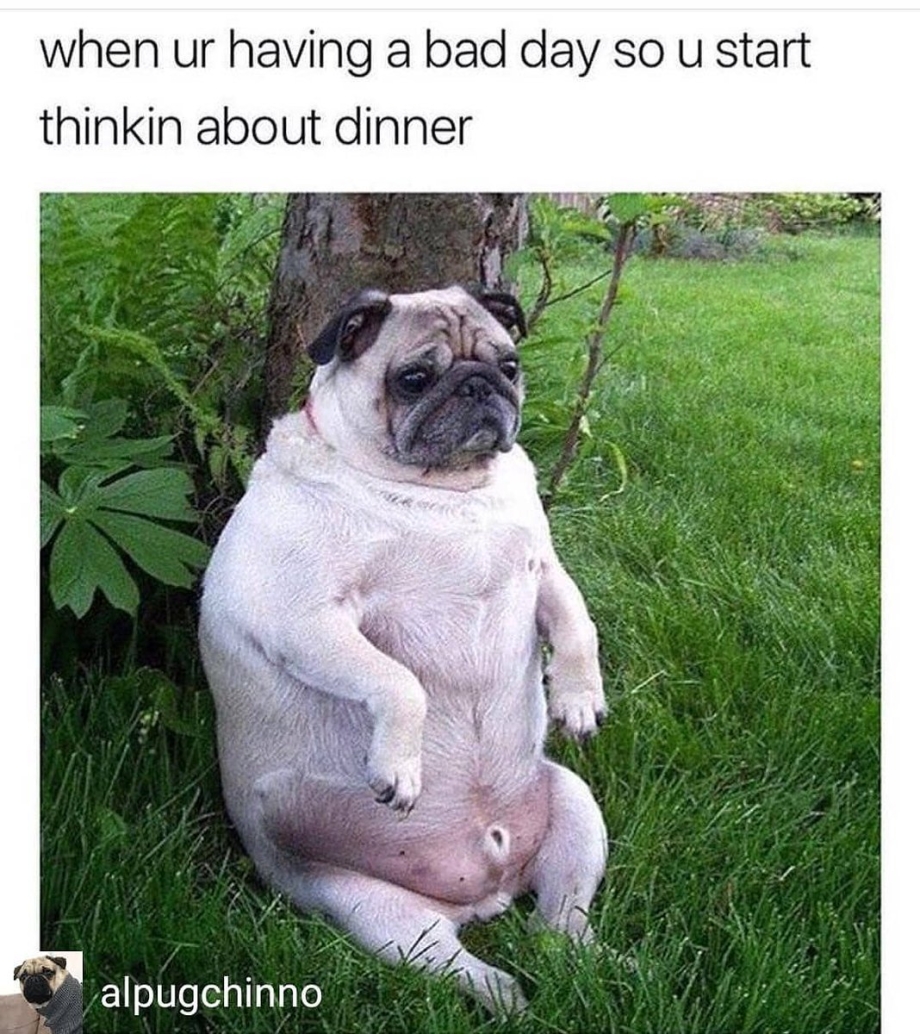 Mexico Pug