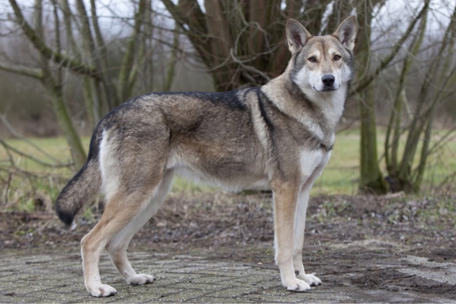 Czechoslovakian Wolfdog