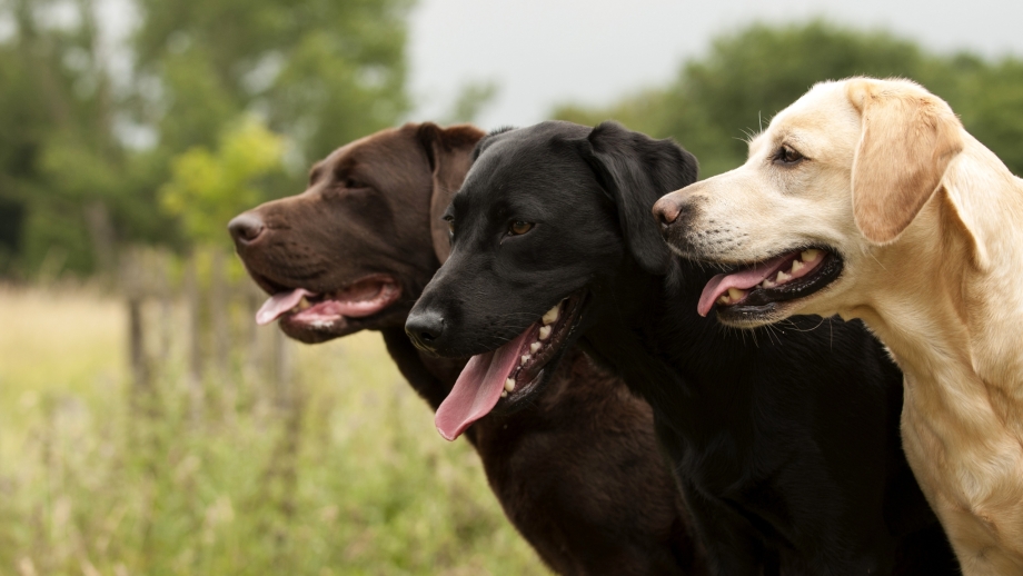 Vey talie Woodstock Labrador Лорд