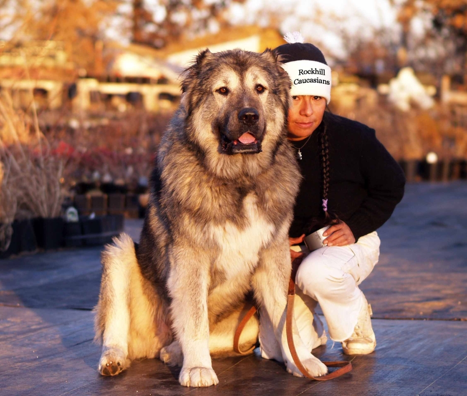 Кавказский Шепард