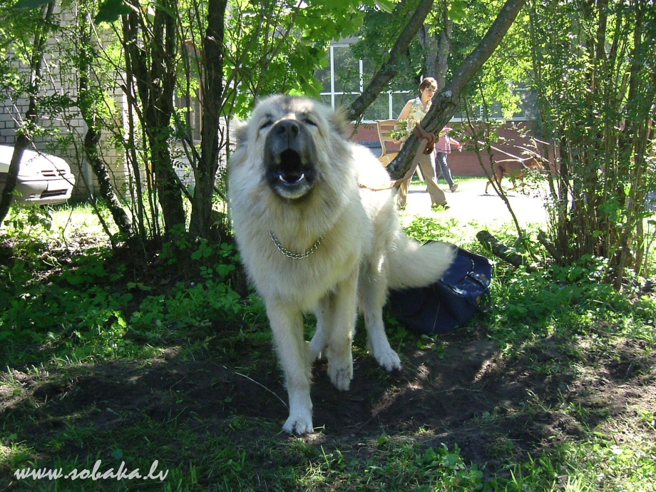 Кавказская овчарка