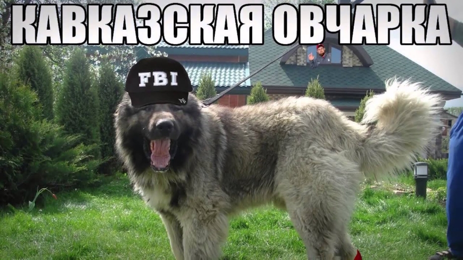 Горная Кавказская овчарка
