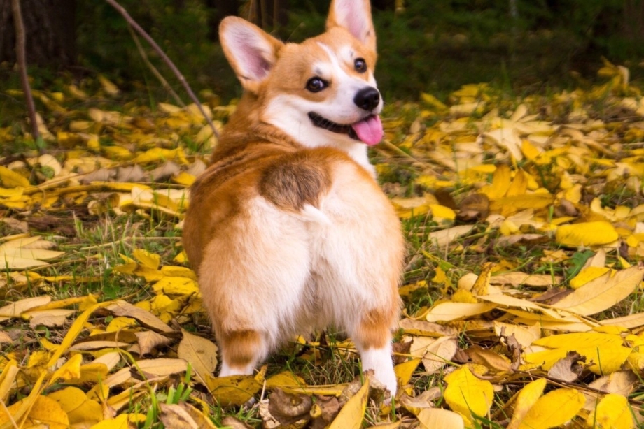 Мини корги