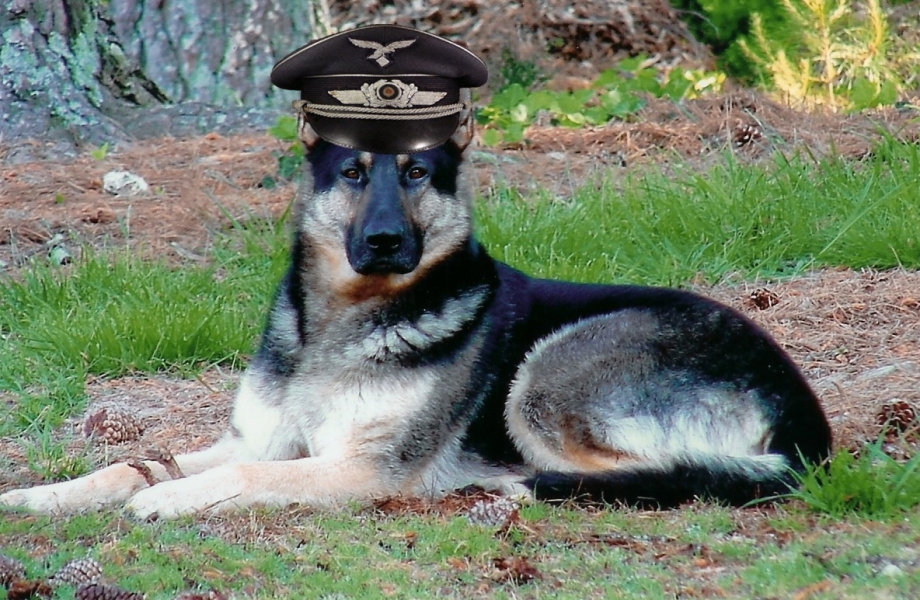 Герман Шеферд
