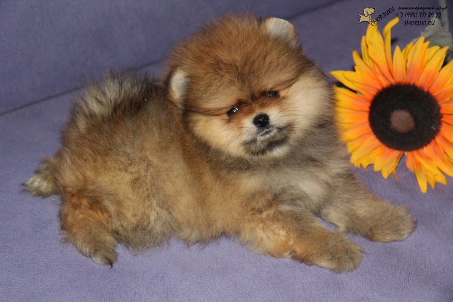 Pomeranski shpic Puppy