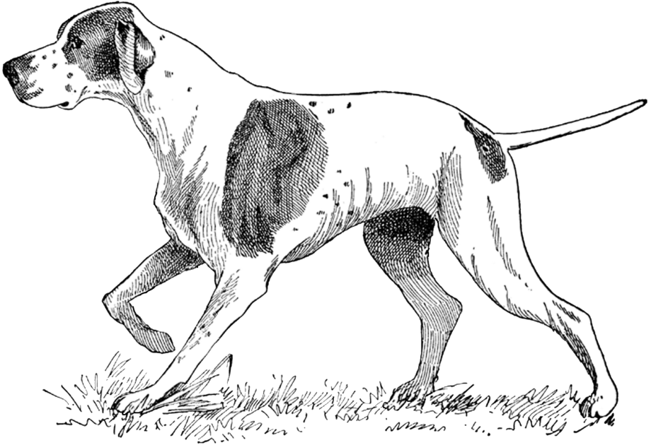 German Shorthaired Pointer silhouette