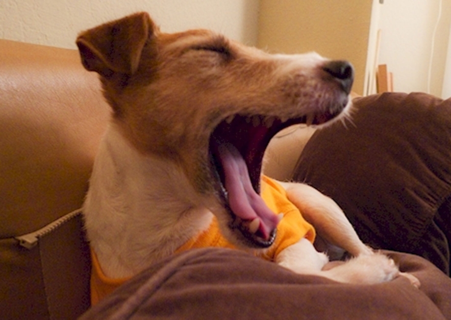 Почему собака зевает. Зевающий пес. Щенок зевает. Собака зевнула. Собаки которые зевают.