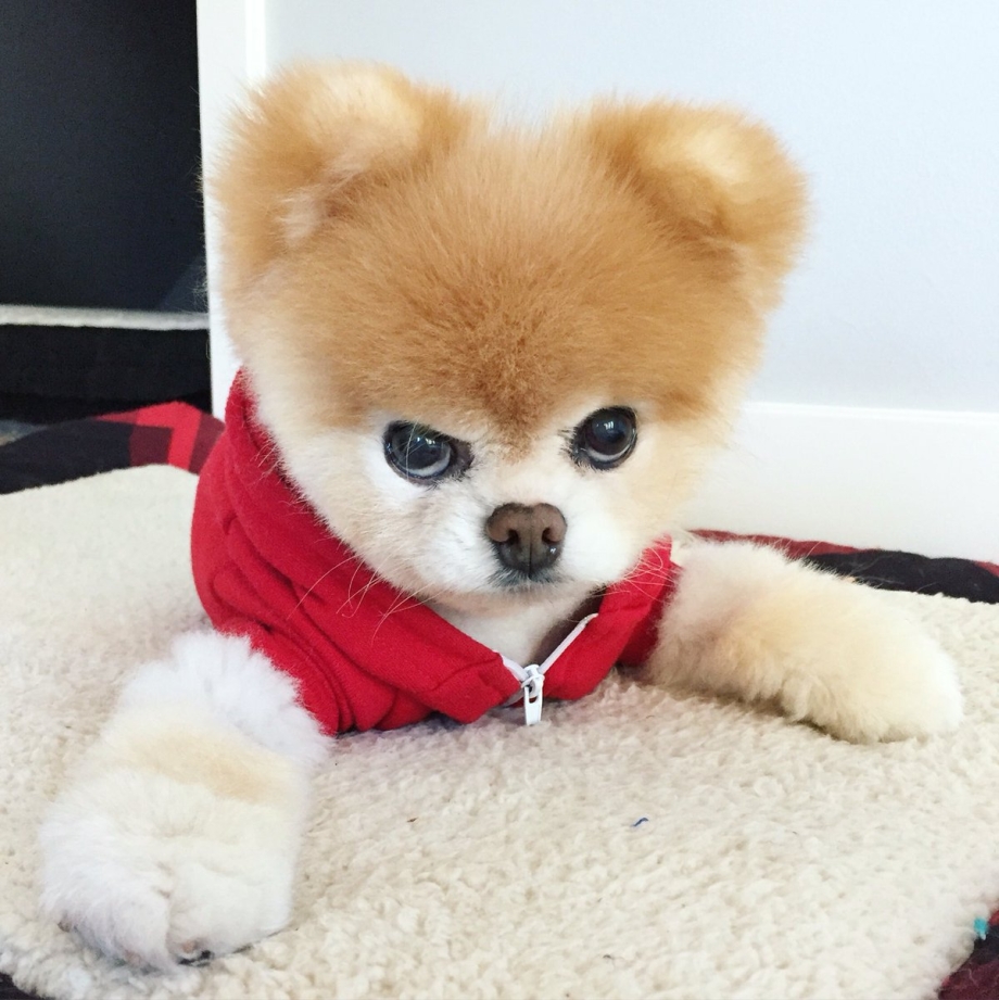 Померанский шпиц щенок Boo