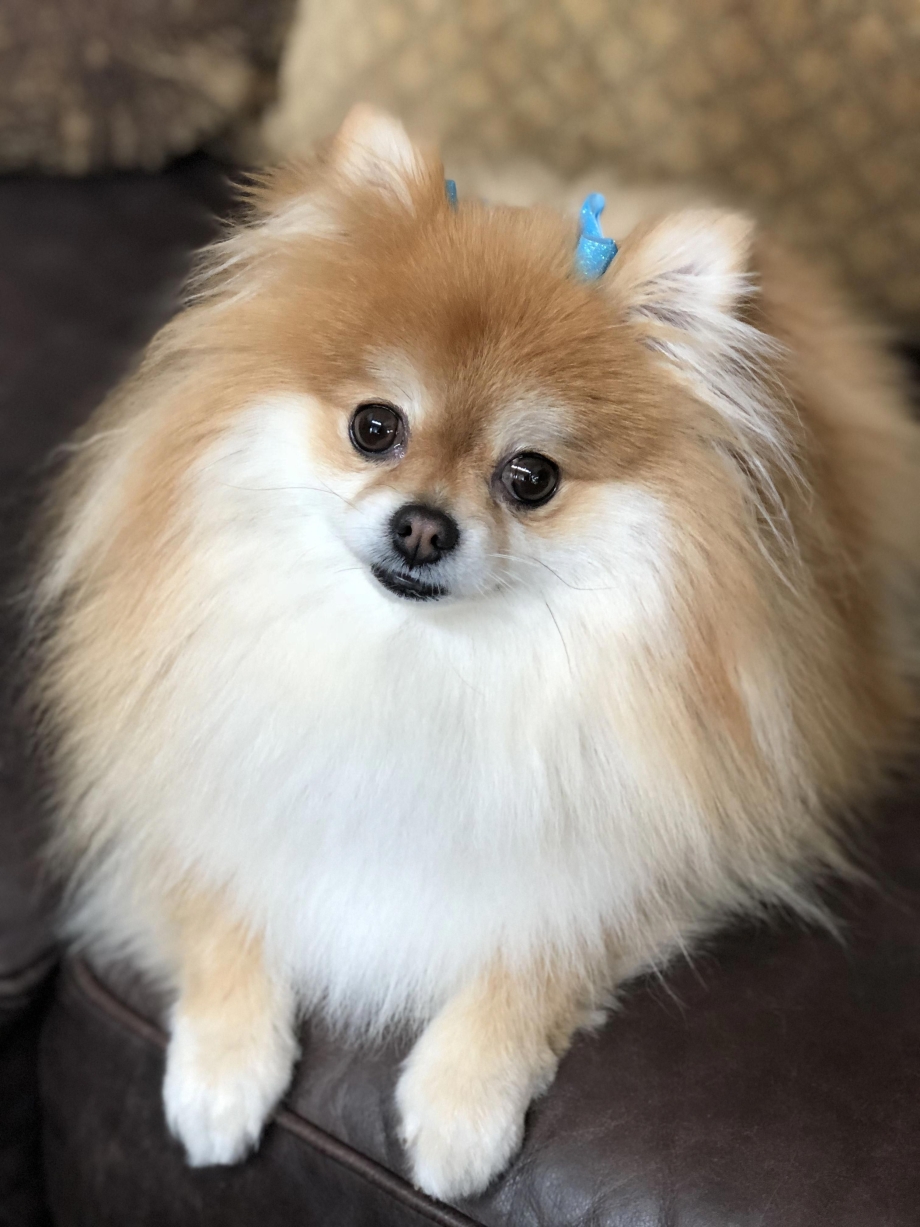 Шпиц cute Pomeranian