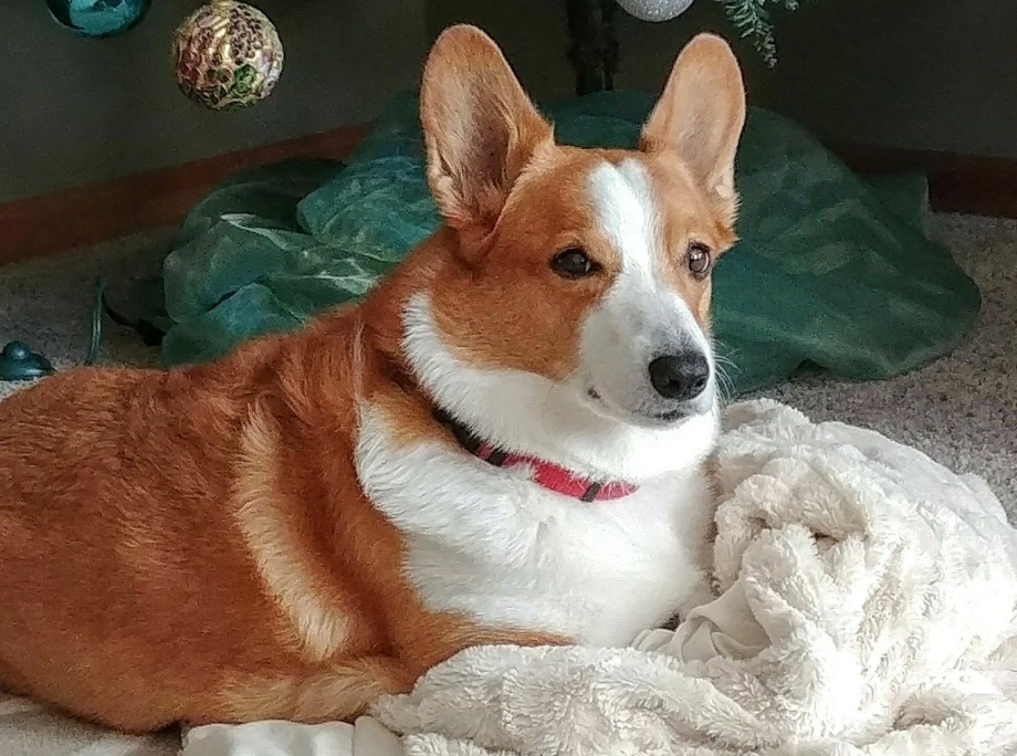 Умница корги