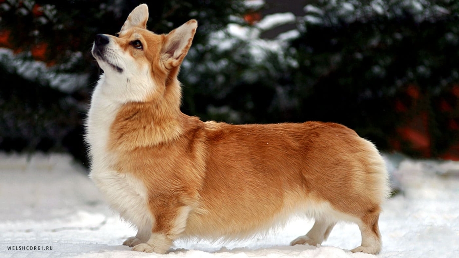 Вельш корги кардиган