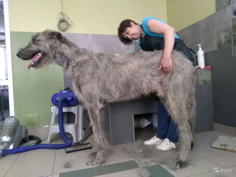 Экспресс линька для собак