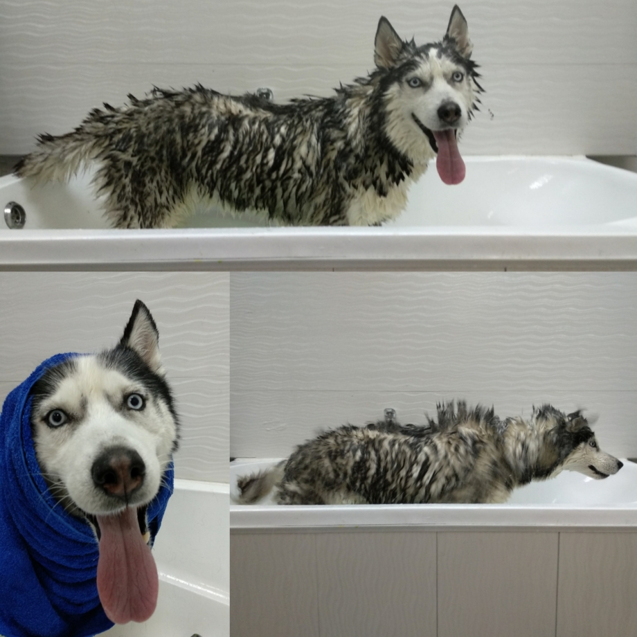 Собаки которые немлиняют
