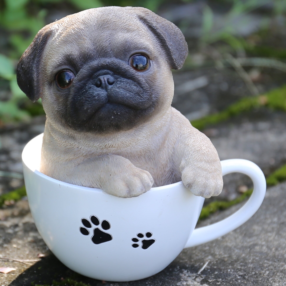 Мопс Teacup