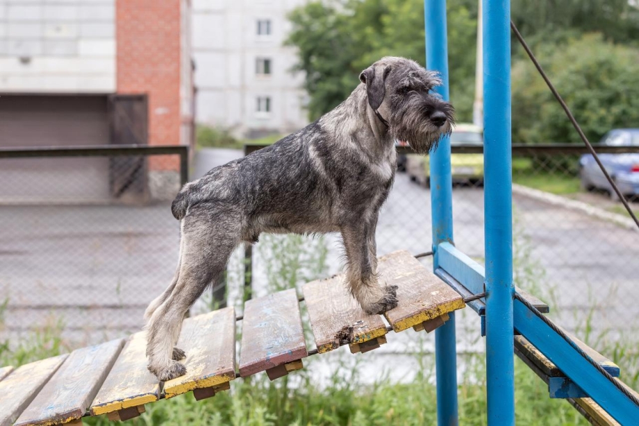 Кане Корсо итальяно