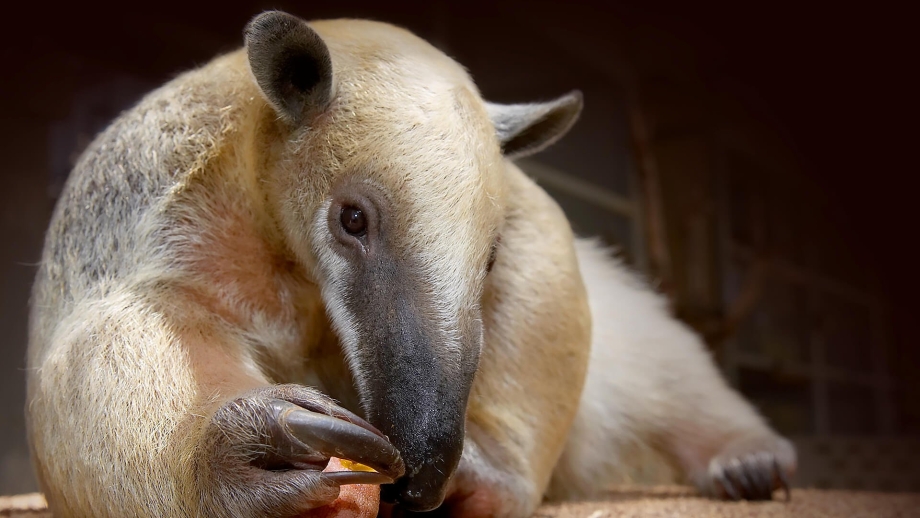 Tamandua tetradactyla