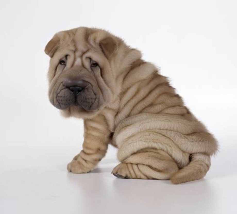 Карликовый шарпей фото взрослой собаки