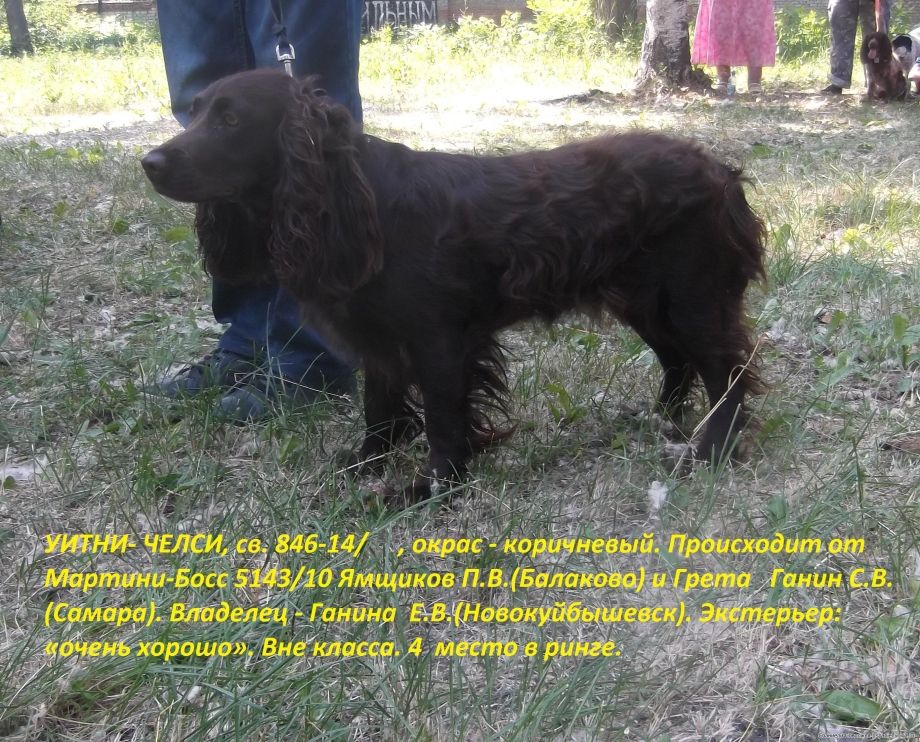 2. Русский охотничий спаниель