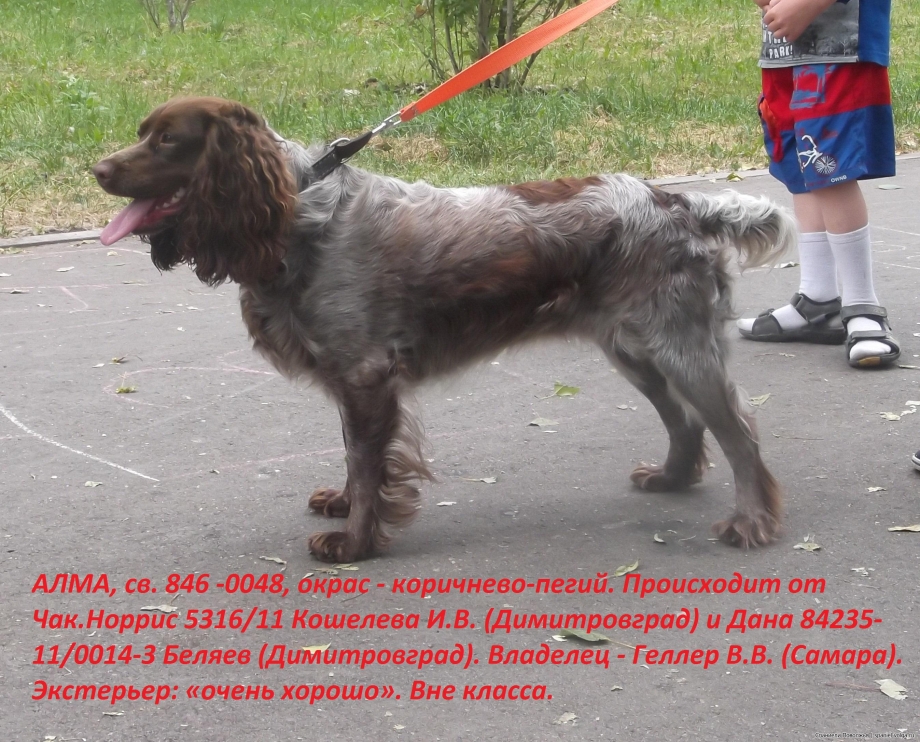 Английский кокер спаниель вес