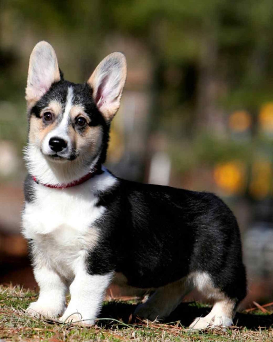 Собачка вельш корги