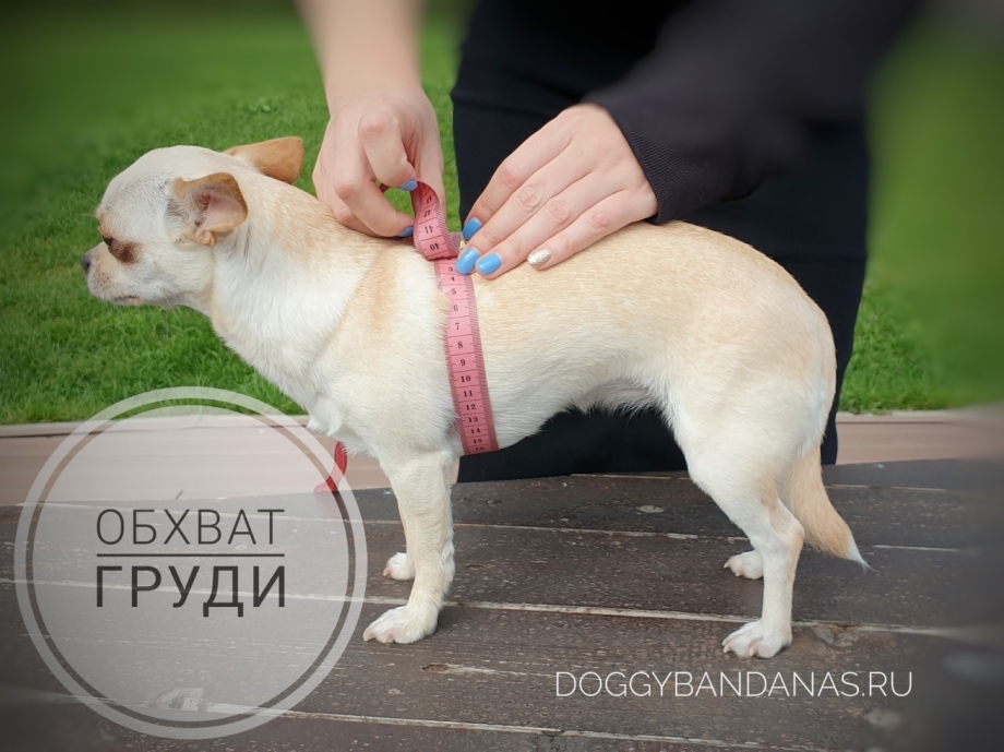 Как измерить высоту холки у собаки немецкой овчарки