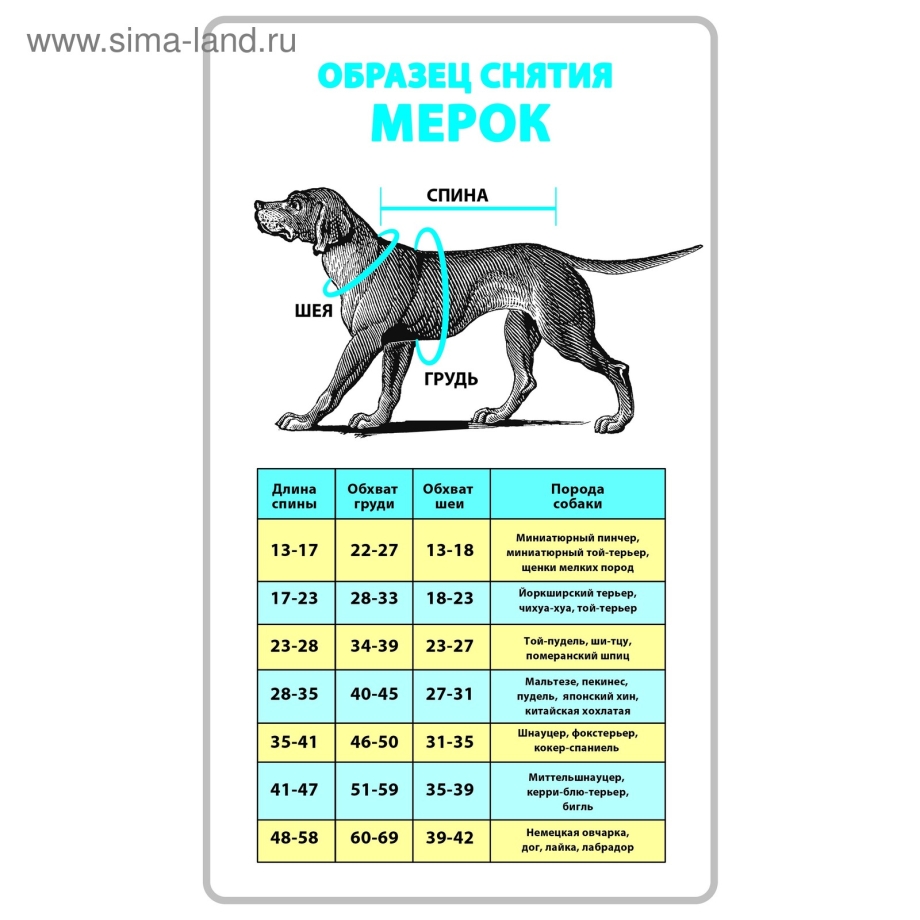 размеры членов собак по породам фото 20
