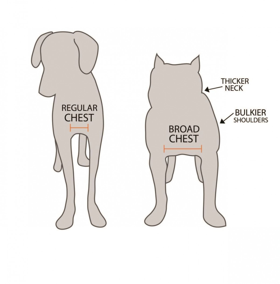 Chest Girth у собаки где смерить