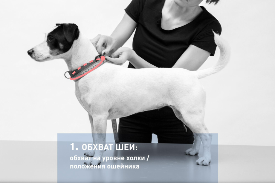 Схема одежды для собак