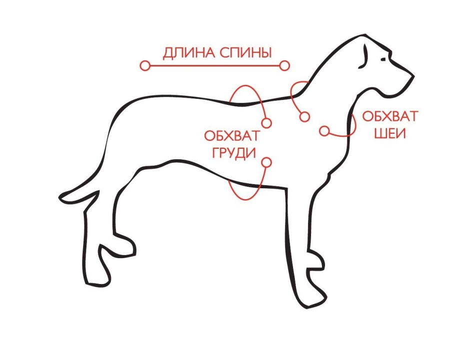 Мерки собаки для шлейки
