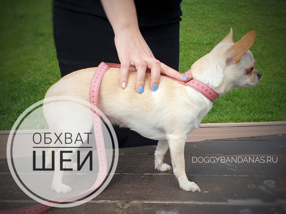 Одежда для чихуахуа снять мерки
