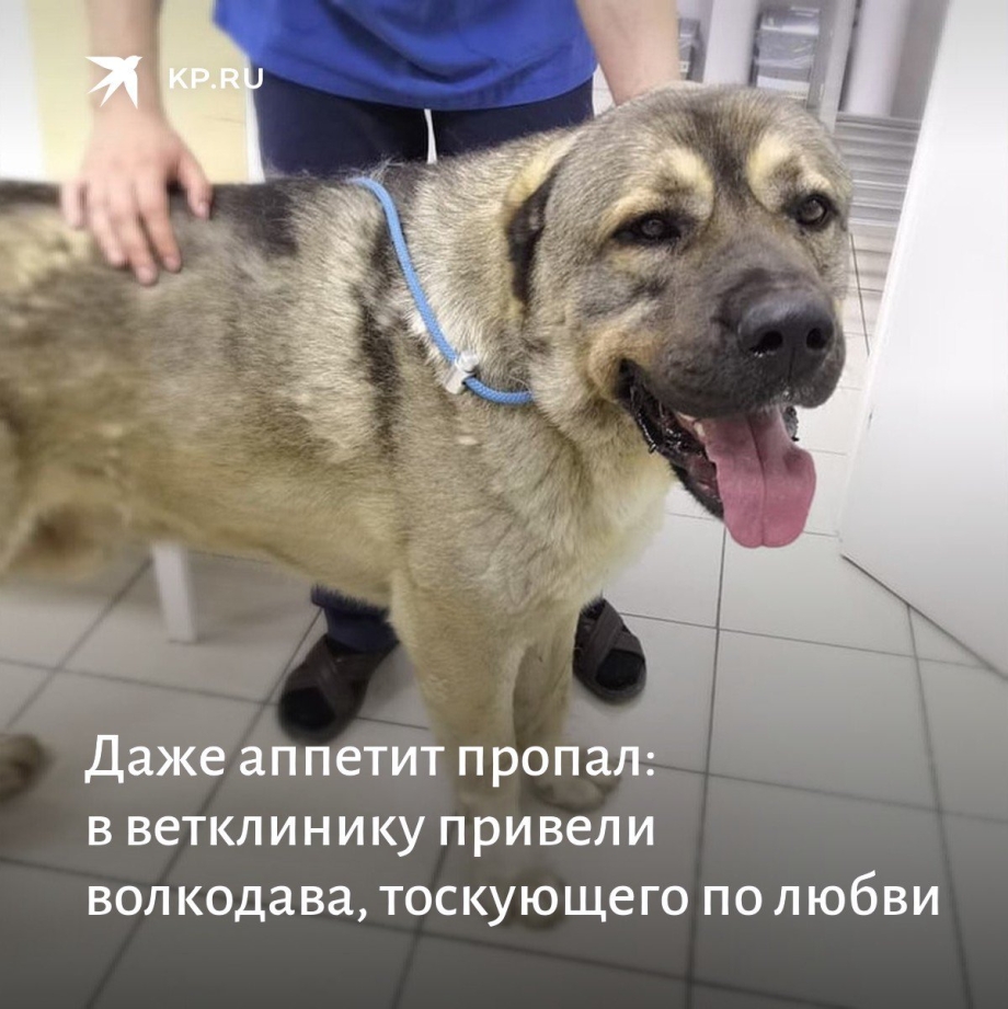 Овчарка ест
