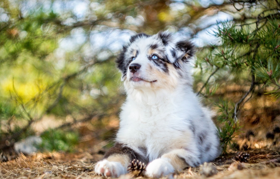 Австралийская овчарка / Australian Shepherd