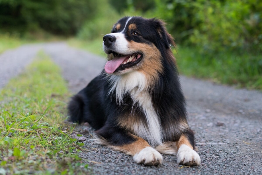 Австралийская овчарка / Australian Shepherd