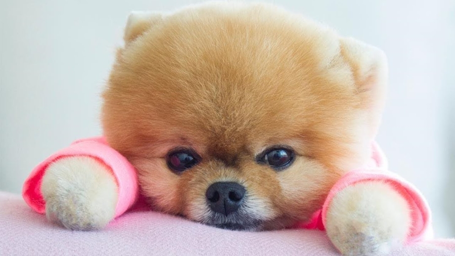 Померанский шпиц jiffpom