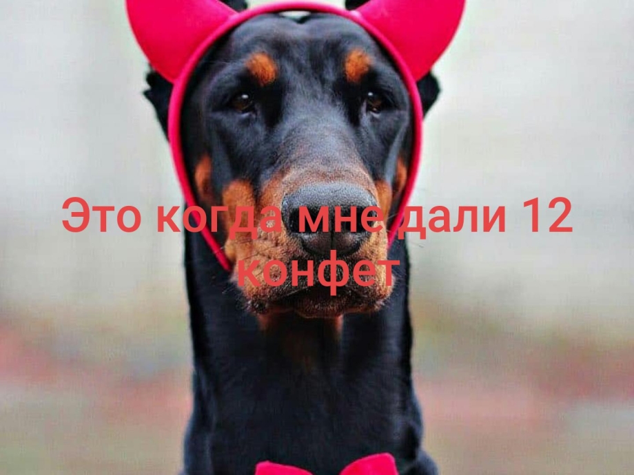 Доберман арт