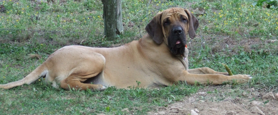 Испанский мастиф