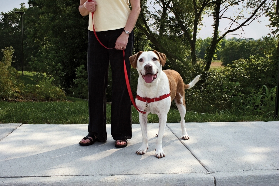 Шлейка petsafe easy walk