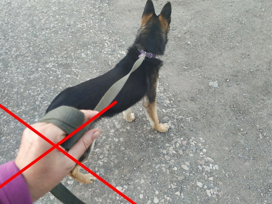 Собака натягивает поводок