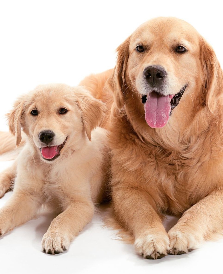 Собака и щенок картинки для детей