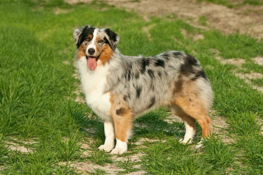 Австралийская овчарка / Australian Shepherd