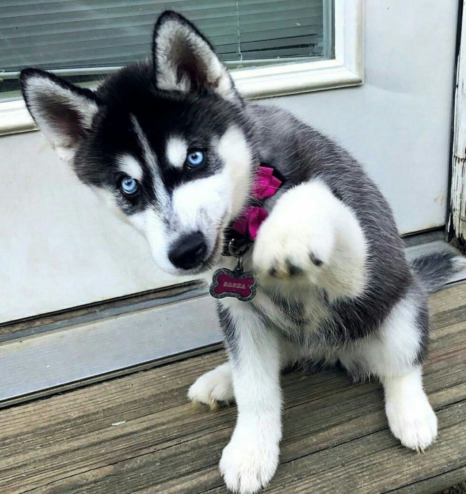 Щеночки хаски