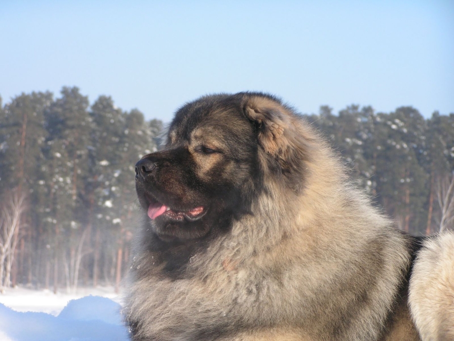 Кавказская овчарка