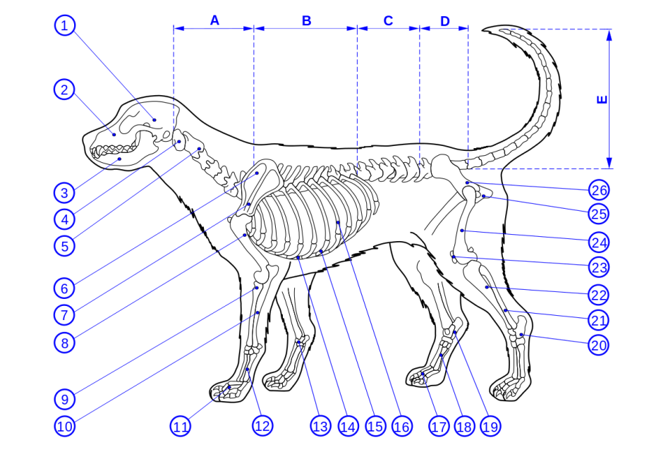 Собака строение. Скелетная анатомия собаки. Скелет собаки анатомия. Кости собаки анатомия. Скелет собаки анатомия кости.