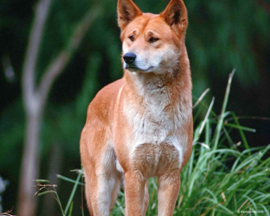 Dingo (Динго)