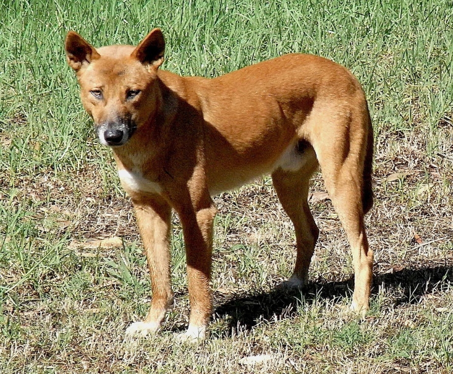 Lycaon pictus