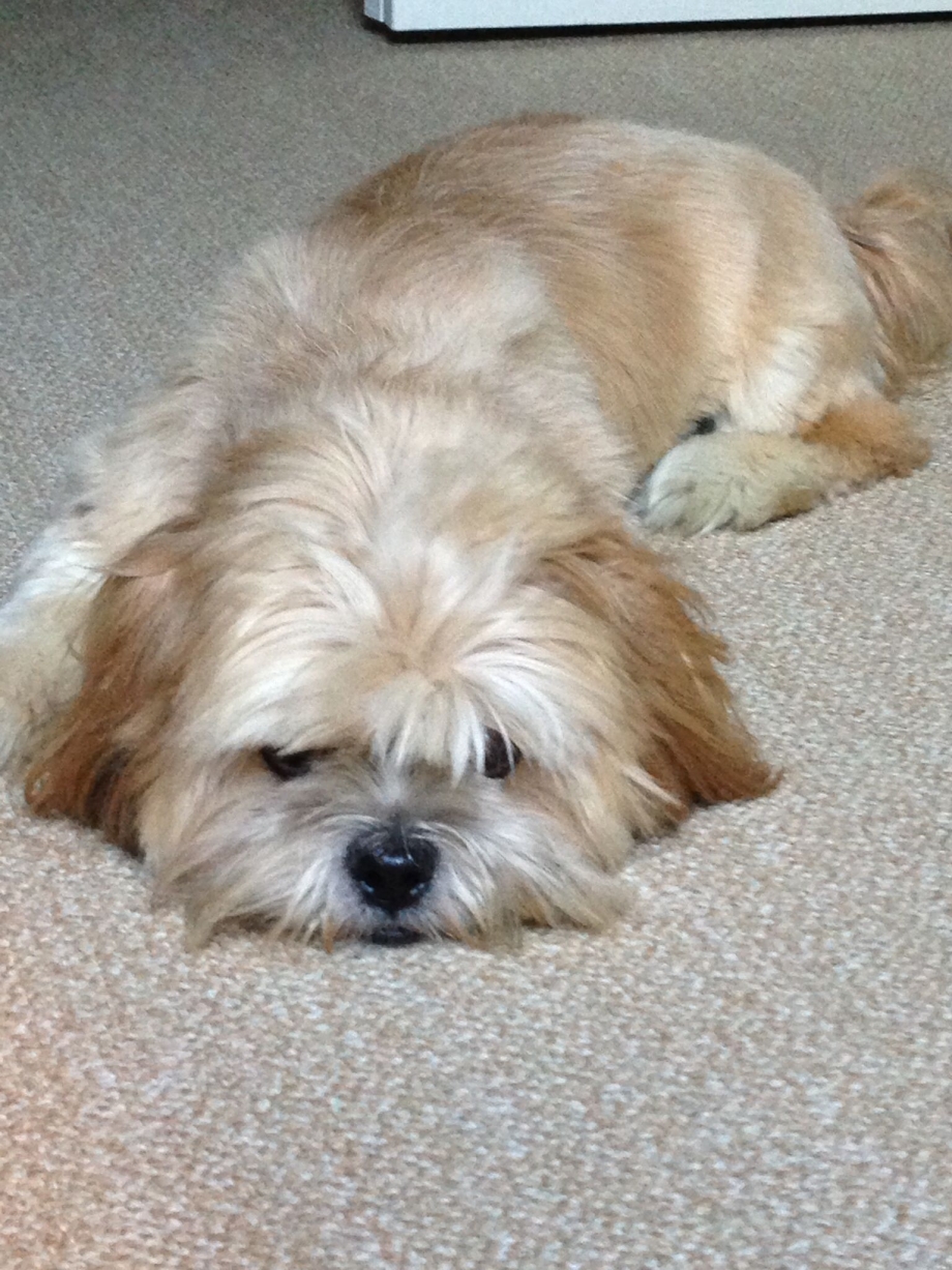 Shorkie Puppies for sale in Illinois